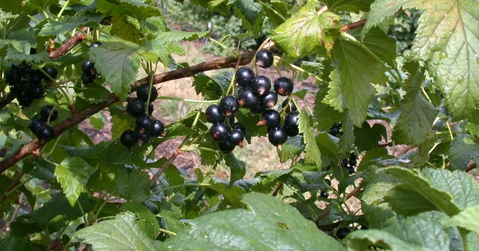 Ribes nigrum ‚Dr.Bauers Ometa‘ -S- CAC