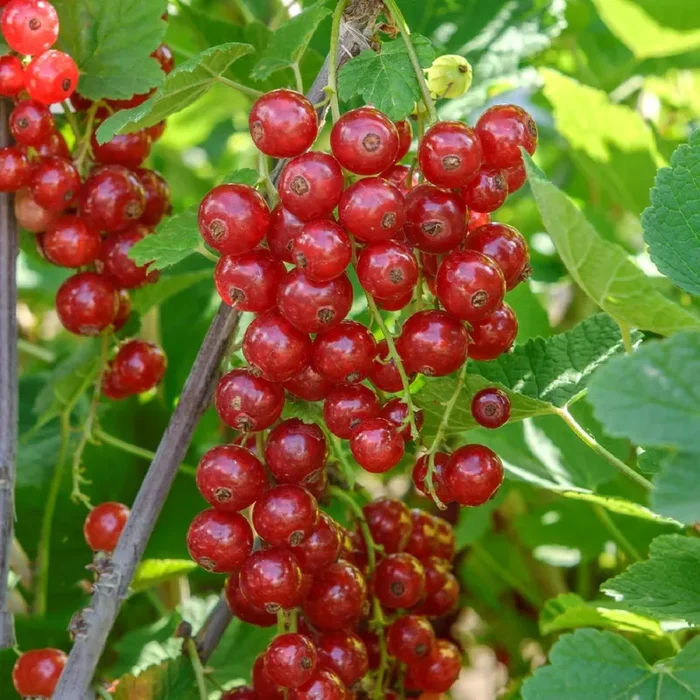 Ribes rubrum ‚Jonkheer van Tets‘ (Rote Johannisbeere)