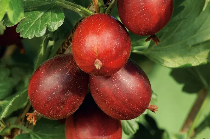 Ribes uva-crispa ‚Hinnonmäki rot‘ CAC (Rote Stachelbeere)