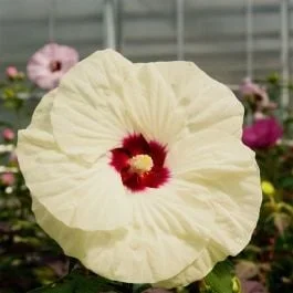 Riesen-Hibiskus (Hibiscus moscheutos) SUMMERIFIC French Vanilla