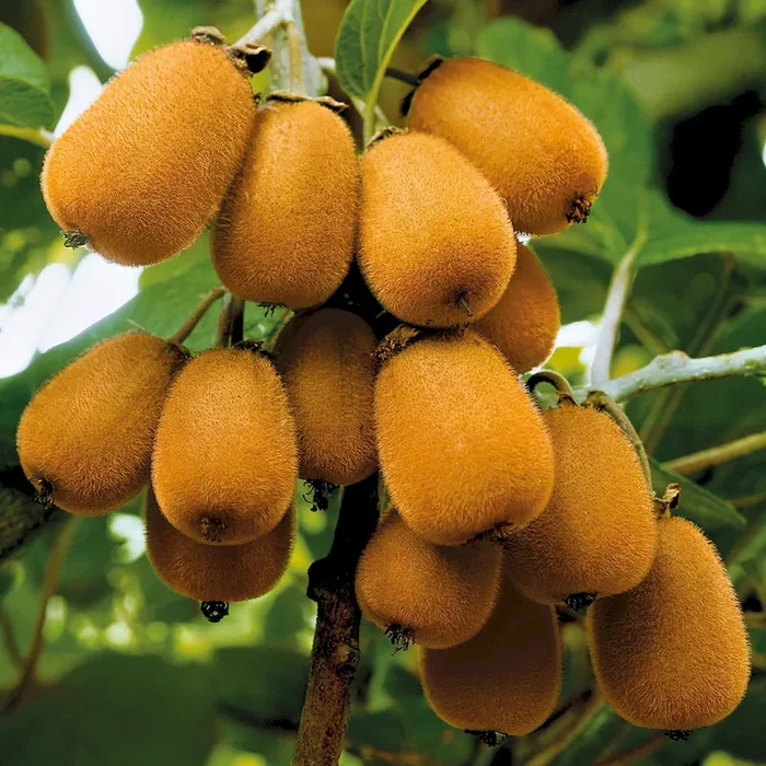 Riesen-Kiwi ‚Oriental Delight®‘ Bestellnummer 4401855