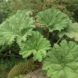 Riesen-Mammutblatt (Gunnera manicata)