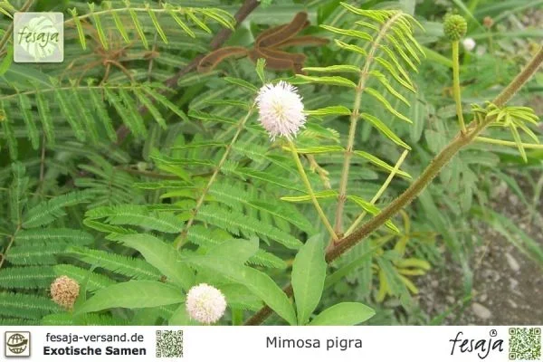 Riesen-Sinnespflanze, Mimosa pigra