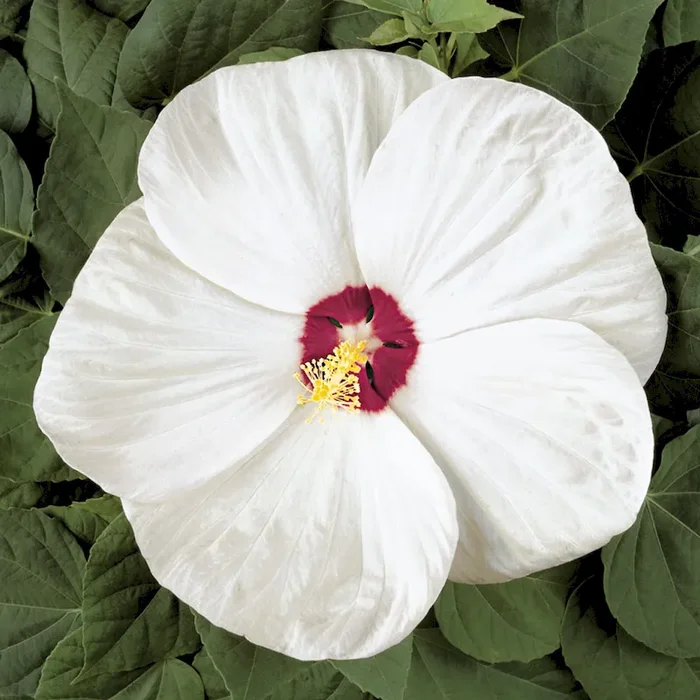 Riesen-Stauden-Hibiskus ‚Old Yellow‘ Hibiscus „Old Yella“ – Bestellnummer 1106378