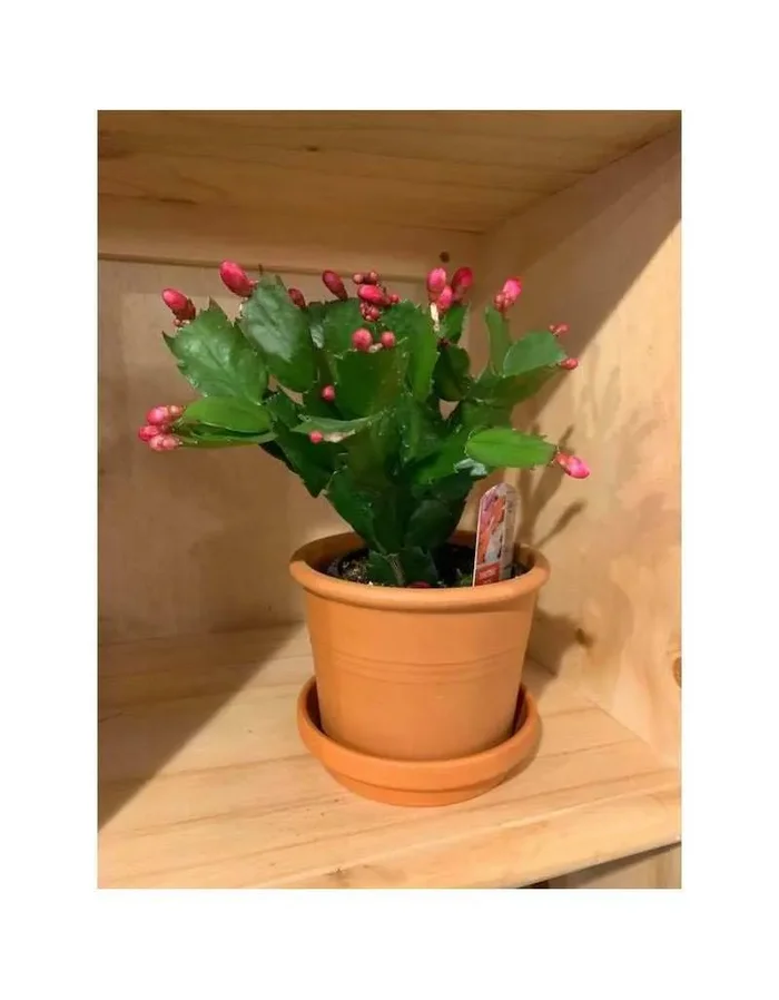 Riesen Zylindervase 28 cm