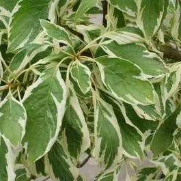 Riesengriffelstrauch (Cornus controversa ‚Variegata‘)