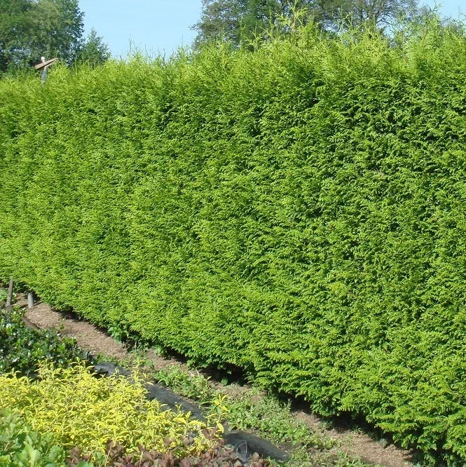 Riesenlebensbaum ‚Gelderland‘
