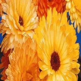Ringelblume Pacific Beauty