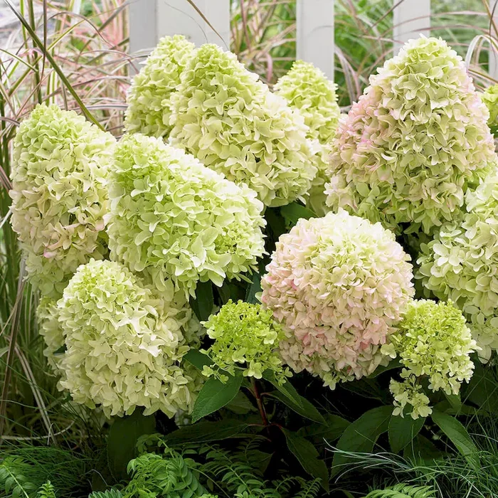 Rispen-Hortensie Little Fresco® Hydrangea paniculata – Bestellnummer 3318733