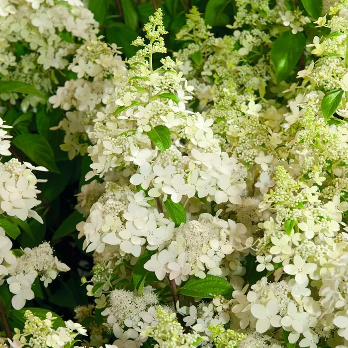 Rispenhortensie ‚Confetti‘