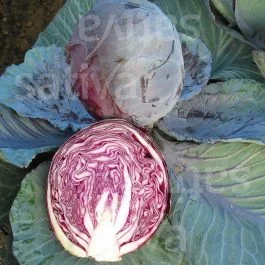 Rodynda KS – Rotkohl