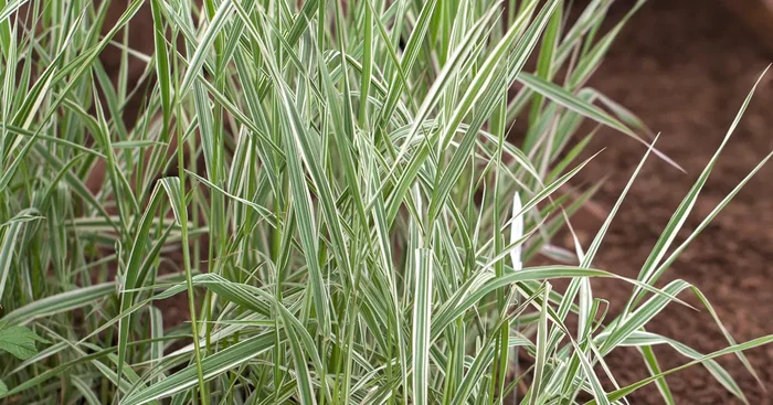 Rohr-Glanzgras ‚Picta‘