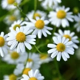 Römische Scheinkamille (Chamaemelum nobile)