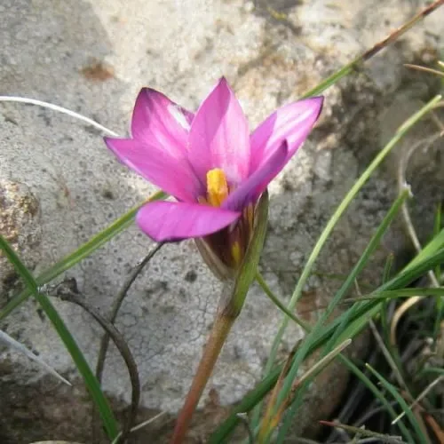 Romulea Thodei