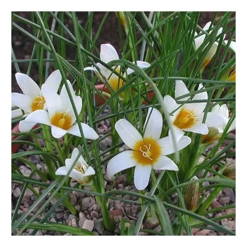 Romulea Zahnii