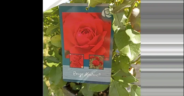 Rosa ‚Rouge Meilove‘ Stamm