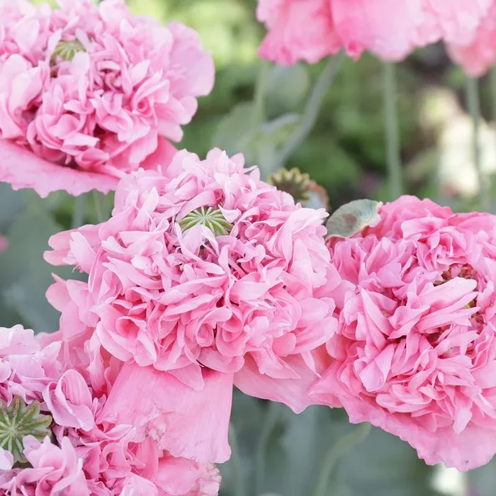 Rosa gefüllter aus Flamatt