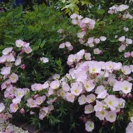 Rosa Nachtkerze Siskiyou