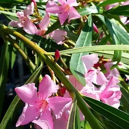 Rosa Oleander (Nerium oleander)