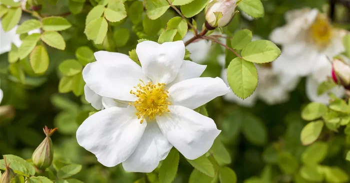 Rosa pimpinellifolia