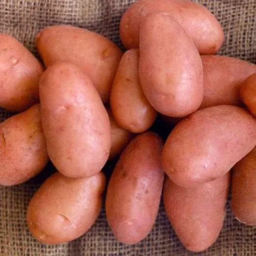 RosabellePflanzkartoffeln, bio