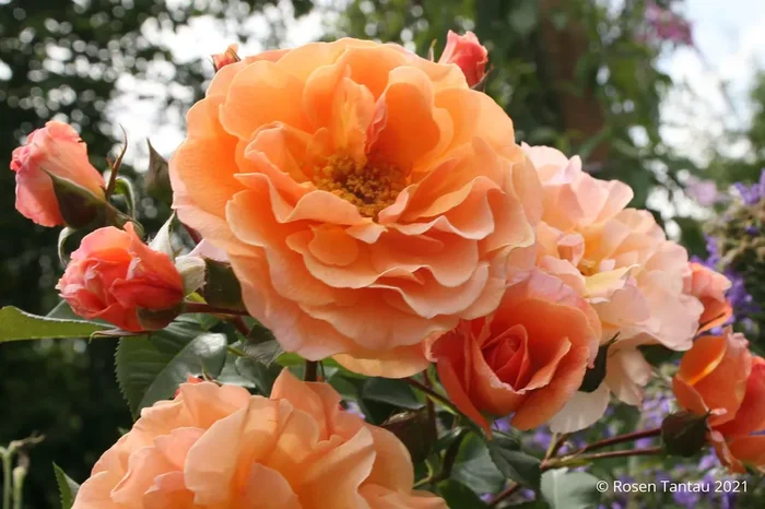 Rose ‚Arabia‘ ® (Strauchrose)