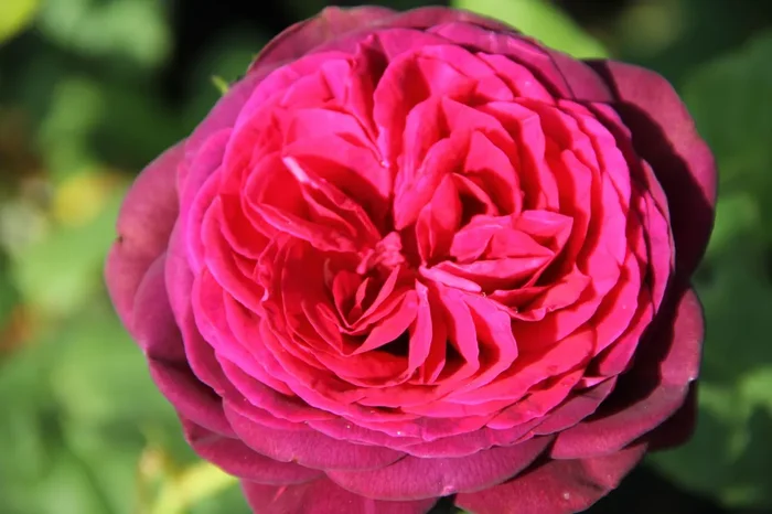 Rose ‚Astrid Gräfin von Hardenberg‘ (Strauchrose)