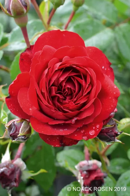 Rose ‚Belkanto‘ ® (Kletterrose)