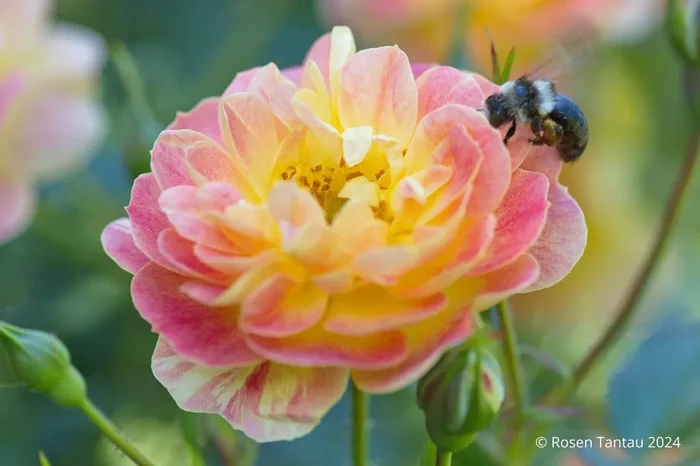 Rose ‚Bienenweide‘ ® fruity (Bodendeckerrose)