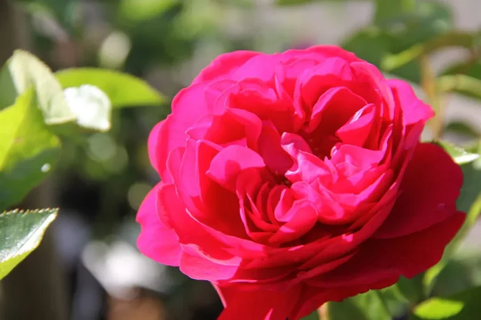 Rose ‚Bordeaux‘ (Beetrose)