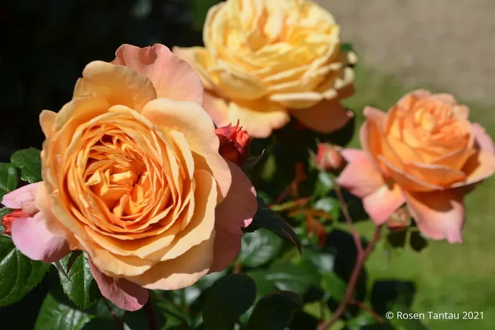 Rose ‚Capri‘ ® (Nostalgie®-Edelrose)