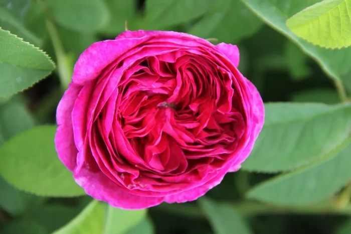Rose ‚Charles de Mills‘ (Historische Rose)