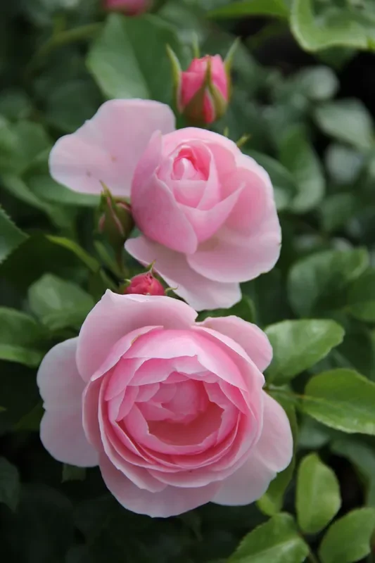 Rose ‚Constanze Mozart‘ (Beetrose)