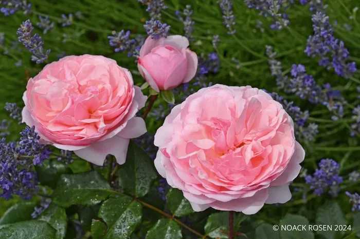 Rose ‚Darling‘ ® (Beetrose)
