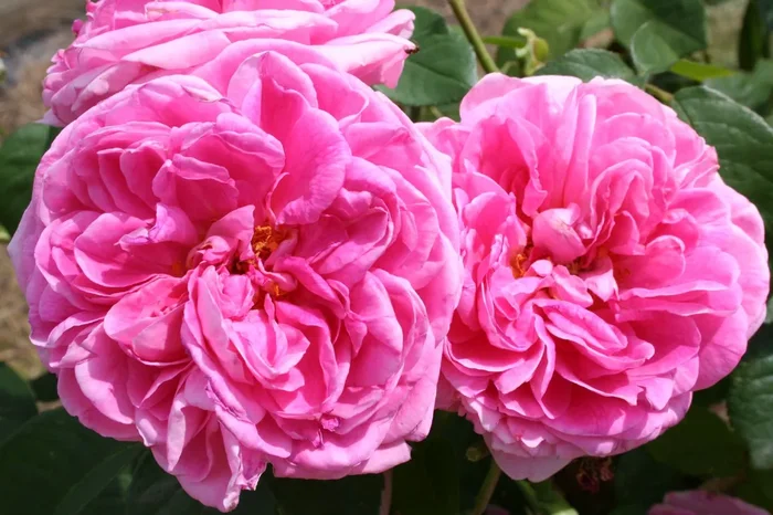 Rose ‚Gertrude Jekyll‘ (Englische Rose)