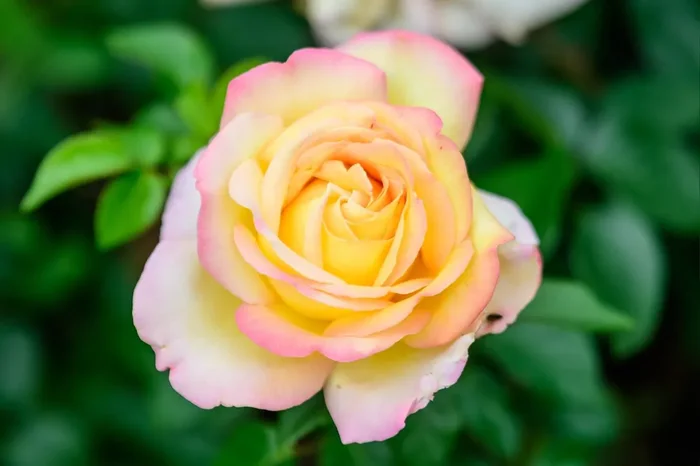 Rose ‚Gloria Dei‘ (Edelrose)