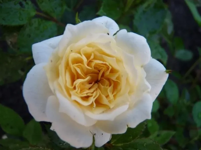 Rose ‚Honeymilk‘ (Zwergrose | Patiorose)