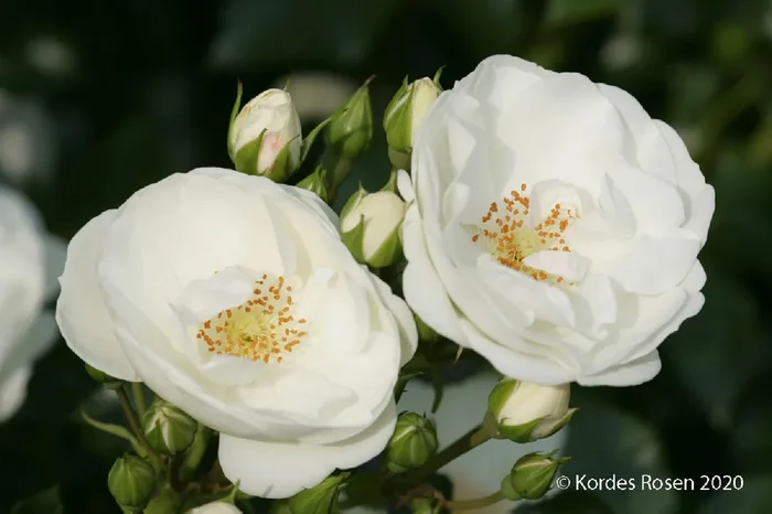 Rose ‚Innocencia‘ ® (Bienenweiderose)