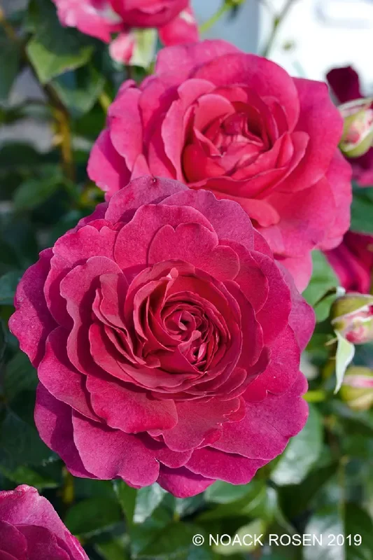 Rose ‚Laudatio‘ ® (Beetrose)