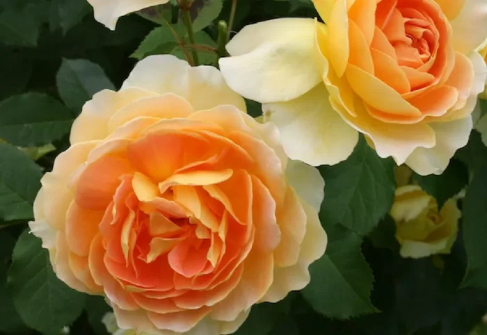 Rose ‚Molineux‘ (Englische Rose)
