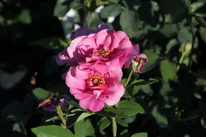 Rose ‚Orienta® Aladdin‘ (Kletterrose)