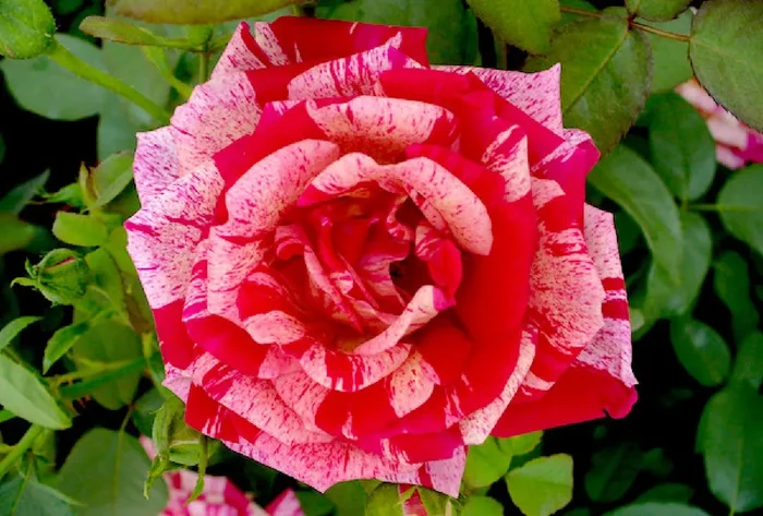 Rose ‚Papageno‘ (Beetrose)