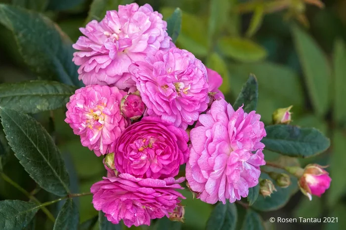 Rose ‚Perennial Rosali‘ ® (Ramblerrose)