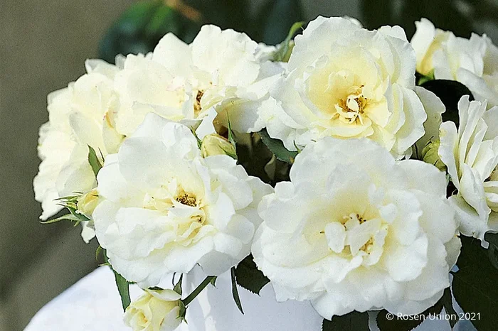 Rose ‚Princess of Wales‘ (Strauchrose)