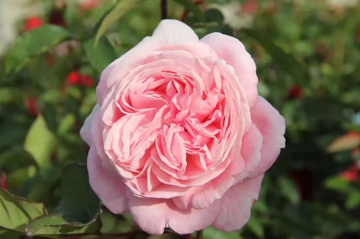 Rose ‚Rosengräfin Marie Henriette‘ (Beetrose)