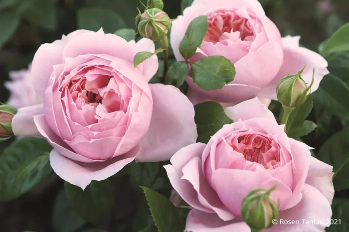 Rose ‚Schöne Maid‘ ® (Edelrose)