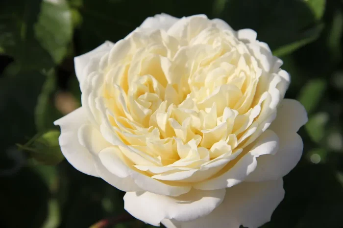 Rose ‚Tranquility‘ (Englische Rose)