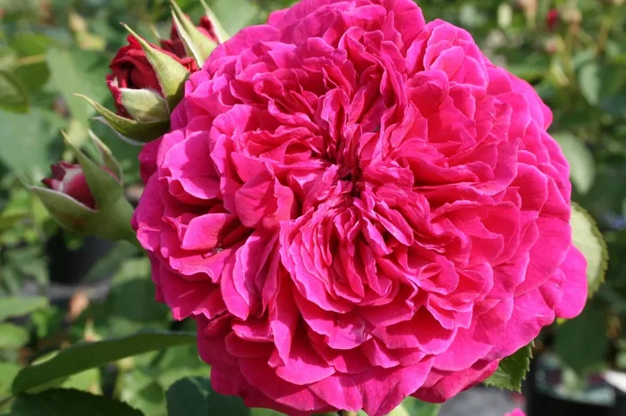Rose ‚William Shakespeare 2000‘ (Englische Rose)