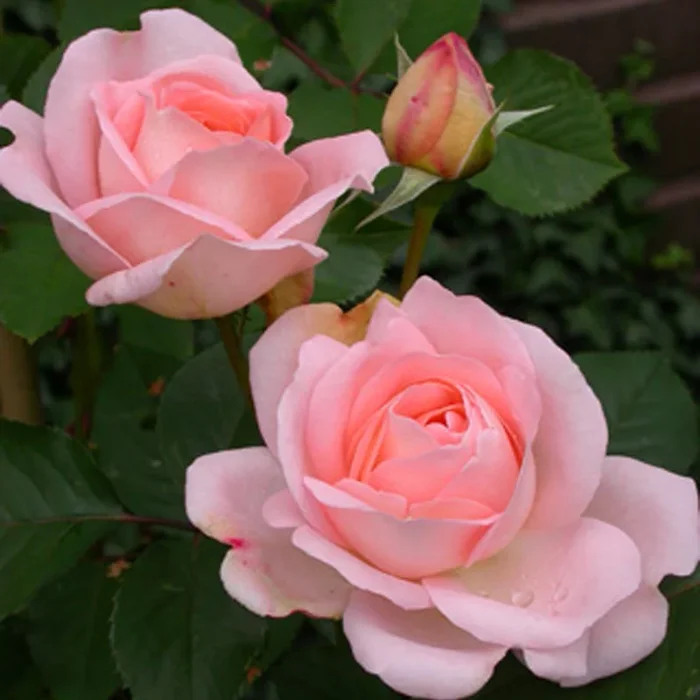 Rose Clair™Renaissance ®