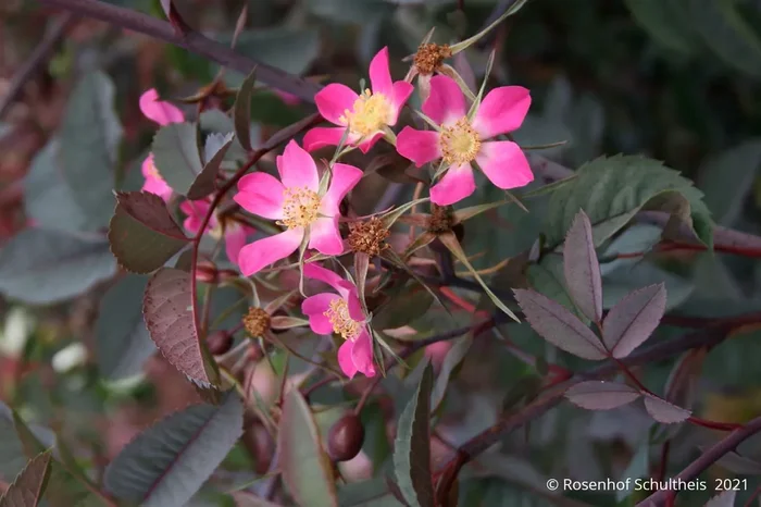 Rose glauca (Hechtrose)